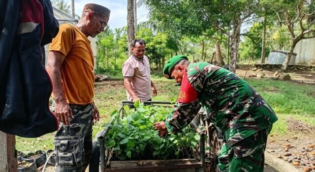 Babinsa Batee Shoek Bantu Angkut Bibit Nilam, Pererat Silaturahmi dan Semangat Gotong Royong