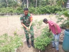 Babinsa Jaboi Dampingi Petani Cabai, Bersihkan Gulma Agar Panen Melimpah