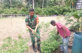 Babinsa Jaboi Dampingi Petani Cabai, Bersihkan Gulma Agar Panen Melimpah