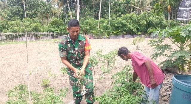 Babinsa Jaboi Dampingi Petani Cabai, Bersihkan Gulma Agar Panen Melimpah
