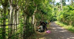 Babinsa Keuneukai Bersama Warga Perbaiki Pagar Kebun, Semangati Warga Tingkatkan Hasil Berkebun