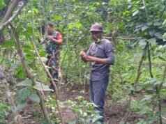 Lahan Kosong Jadi Ladang Harapan, Babinsa Ie Meulee Dampingi Petani Tanam Kacang Panjang