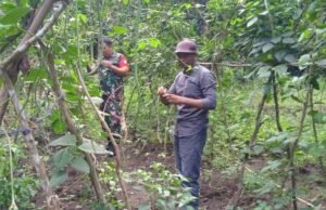 Lahan Kosong Jadi Ladang Harapan, Babinsa Ie Meulee Dampingi Petani Tanam Kacang Panjang
