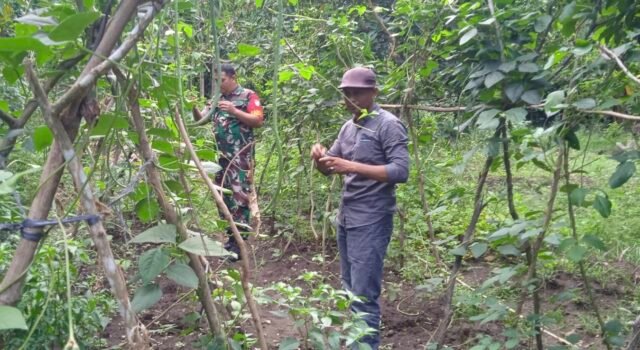 Lahan Kosong Jadi Ladang Harapan, Babinsa Ie Meulee Dampingi Petani Tanam Kacang Panjang