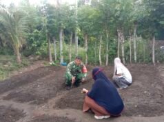 Pekarangan Posyandu Disulap Jadi Kebun Sayur, Babinsa dan Ibu PKK Balohan Kompak Dukung Ketahanan Pangan