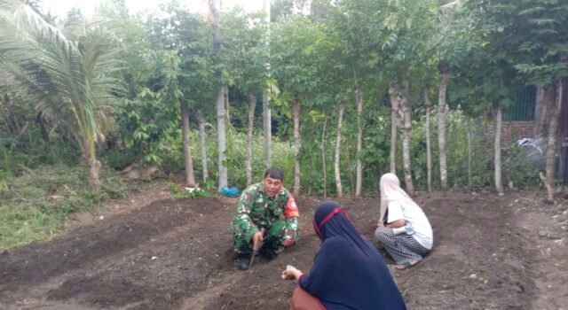 Pekarangan Posyandu Disulap Jadi Kebun Sayur, Babinsa dan Ibu PKK Balohan Kompak Dukung Ketahanan Pangan
