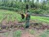 Babinsa Batee Shoek Dampingi Petani Tanam Jagung Pipil, Perkuat Ketahanan Pangan di Sabang