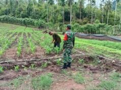 Babinsa Batee Shoek Dampingi Petani Tanam Jagung Pipil, Perkuat Ketahanan Pangan di Sabang