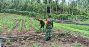 Babinsa Batee Shoek Dampingi Petani Tanam Jagung Pipil, Perkuat Ketahanan Pangan di Sabang