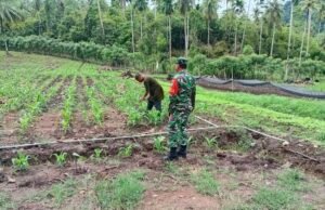 Babinsa Batee Shoek Dampingi Petani Tanam Jagung Pipil, Perkuat Ketahanan Pangan di Sabang