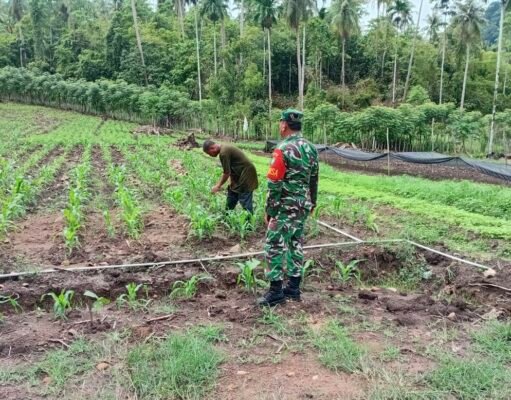 Babinsa Batee Shoek Dampingi Petani Tanam Jagung Pipil, Perkuat Ketahanan Pangan di Sabang