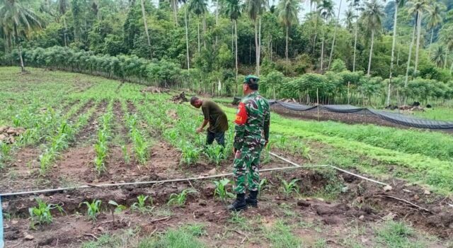 Babinsa Batee Shoek Dampingi Petani Tanam Jagung Pipil, Perkuat Ketahanan Pangan di Sabang