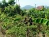 Babinsa Kuta Barat Dampingi Petani Panen Cabai, Perkuat Ketahanan Pangan dan Tingkatkan Ekonomi Warga