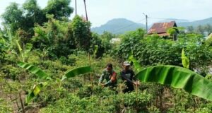 Babinsa Kuta Barat Dampingi Petani Panen Cabai, Perkuat Ketahanan Pangan dan Tingkatkan Ekonomi Warga