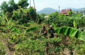 Babinsa Kuta Barat Dampingi Petani Panen Cabai, Perkuat Ketahanan Pangan dan Tingkatkan Ekonomi Warga