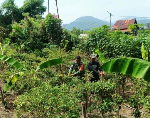 Babinsa Kuta Barat Dampingi Petani Panen Cabai, Perkuat Ketahanan Pangan dan Tingkatkan Ekonomi Warga