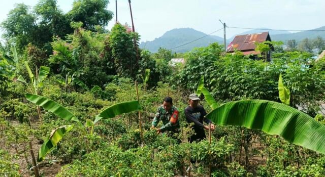Babinsa Kuta Barat Dampingi Petani Panen Cabai, Perkuat Ketahanan Pangan dan Tingkatkan Ekonomi Warga