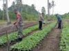 Babinsa Cot Abeuk Turun ke Kebun, Dukung Perawatan Kangkung Milik Petani Binaan