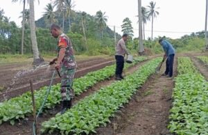 Babinsa Cot Abeuk Turun ke Kebun, Dukung Perawatan Kangkung Milik Petani Binaan