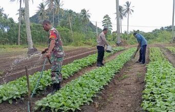 Babinsa Cot Abeuk Turun ke Kebun, Dukung Perawatan Kangkung Milik Petani Binaan