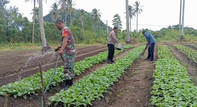 Babinsa Cot Abeuk Turun ke Kebun, Dukung Perawatan Kangkung Milik Petani Binaan
