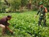 Dukung Hasil Panen yang Baik, Babinsa Kuta Ateuh Lakukan Pemantauan Lahan Pangan Warga