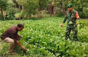 Dukung Hasil Panen yang Baik, Babinsa Kuta Ateuh Lakukan Pemantauan Lahan Pangan Warga