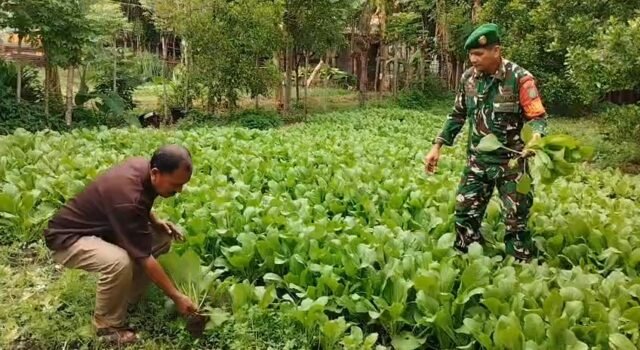 Dukung Hasil Panen yang Baik, Babinsa Kuta Ateuh Lakukan Pemantauan Lahan Pangan Warga