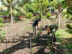 Babinsa Kuta Barat Bantu Bersihkan Lahan Cabai, Dukung Hasil Panen dan Kesejahteraan Warga