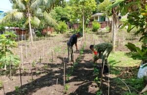 Babinsa Kuta Barat Bantu Bersihkan Lahan Cabai, Dukung Hasil Panen dan Kesejahteraan Warga