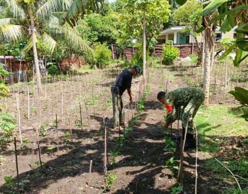 Babinsa Kuta Barat Bantu Bersihkan Lahan Cabai, Dukung Hasil Panen dan Kesejahteraan Warga