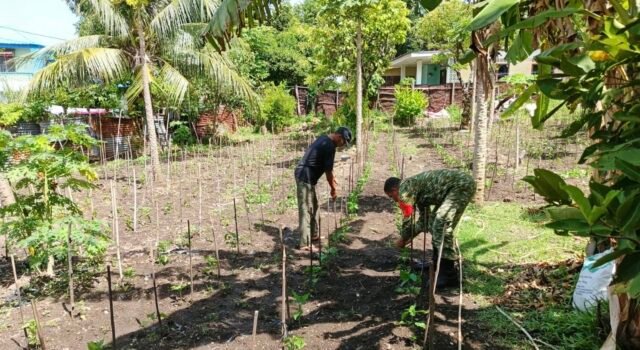 Babinsa Kuta Barat Bantu Bersihkan Lahan Cabai, Dukung Hasil Panen dan Kesejahteraan Warga