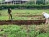 Babinsa Berawang Pantau Ketahanan Pangan, Dorong Pemberdayaan Warga Produktif