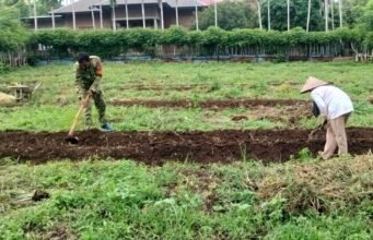 Babinsa Berawang Pantau Ketahanan Pangan, Dorong Pemberdayaan Warga Produktif