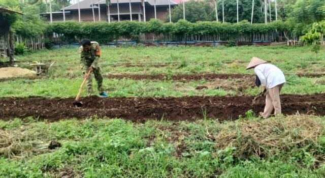 Babinsa Berawang Pantau Ketahanan Pangan, Dorong Pemberdayaan Warga Produktif