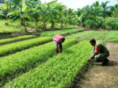 Babinsa Kuta Barat Bantu Petani Bersihkan Lahan Kangkung, Dukung Ketahanan Pangan Warga