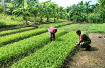 Babinsa Kuta Barat Bantu Petani Bersihkan Lahan Kangkung, Dukung Ketahanan Pangan Warga