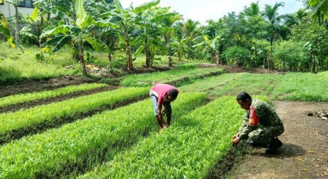Babinsa Kuta Barat Bantu Petani Bersihkan Lahan Kangkung, Dukung Ketahanan Pangan Warga