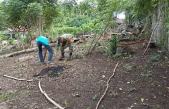 Bersihkan Gulma Jagung, Babinsa Perkuat Dukungan Ketahanan Pangan Warga