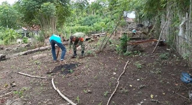 Bersihkan Gulma Jagung, Babinsa Perkuat Dukungan Ketahanan Pangan Warga