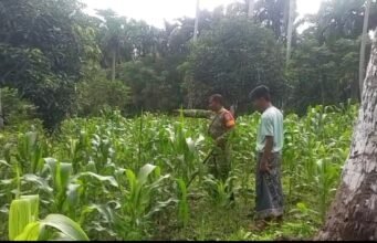 Dampingi Perawatan Jagung Manis, Babinsa Paya Dukung Swasembada Pangan di Sabang
