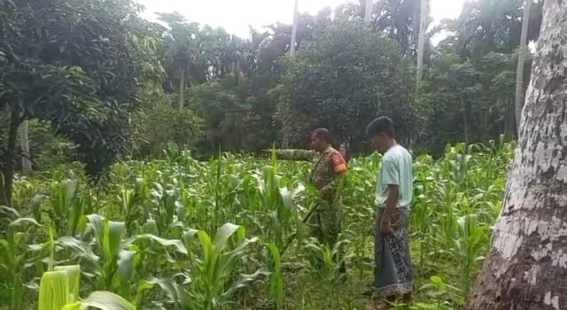 Dampingi Perawatan Jagung Manis, Babinsa Paya Dukung Swasembada Pangan di Sabang