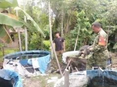 Dampingi Budidaya Ikan Air Tawar, Babinsa Kuta Timu Dorong Ketahanan Pangan Warga