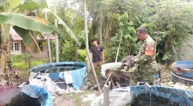 Dampingi Budidaya Ikan Air Tawar, Babinsa Kuta Timu Dorong Ketahanan Pangan Warga